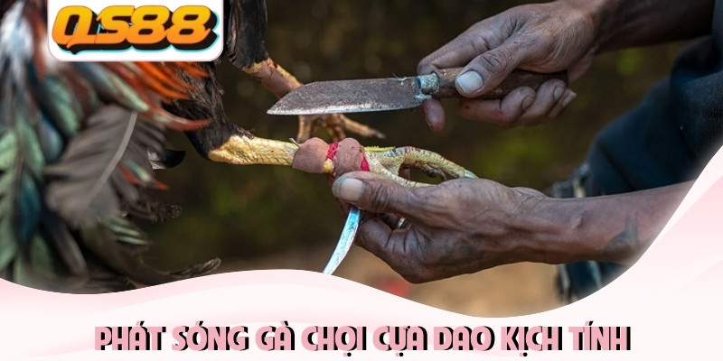 Phát sóng gà chọi cựa dao kịch tính