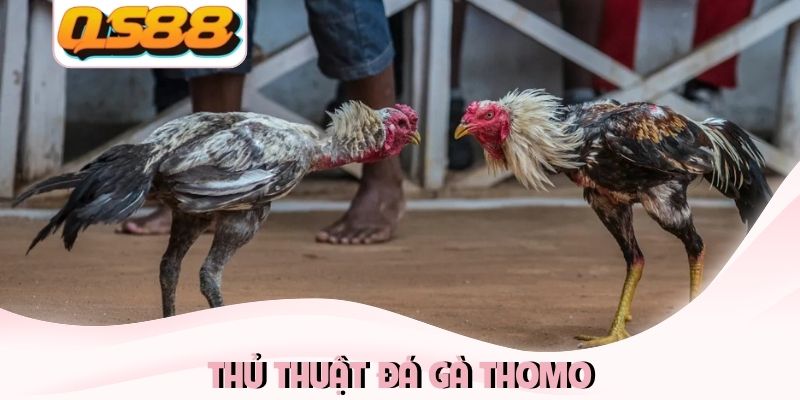 Thủ thuật đá gà Thomo